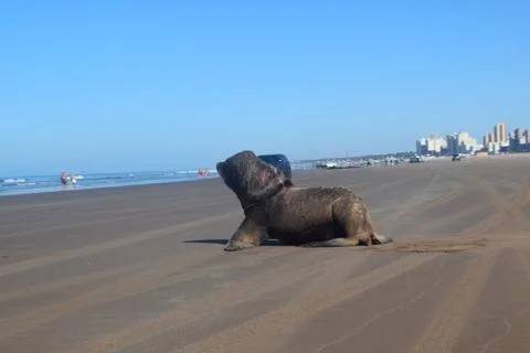 A sea wolf sunbathing in a beach looking at the sea, with a city behind Stock Photos