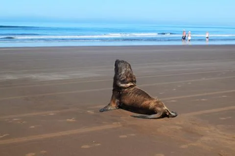 A sea wolf sunbathing in a beach looking at the sea near some tourists Stock Photos