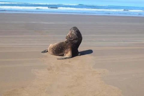 A sea wolf sunbathing in a beach looking at the sea Stock Photos