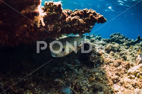 Sea world in underwater with box fish in ocean under coral reef Stock Photos