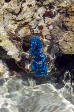 Sea worm Foto stock