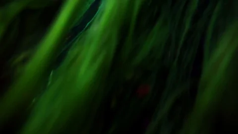 Sea wrack 1 Stock Footage 74873046