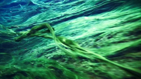 Sea wrack 2 Stock Footage 74873036