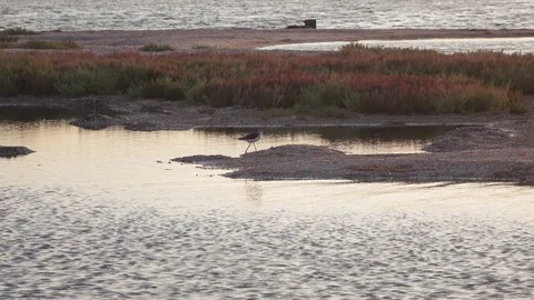 Sea Zook Charadrius alexandrinus Stock Footage