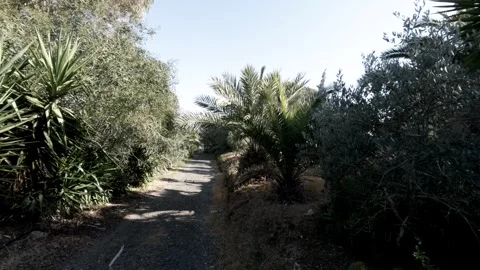 Sea11Explore a tranquil path through lush greenery and exotic plants Stock Footage 302353454