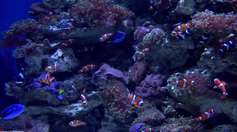 Sea15 Video stock 77765