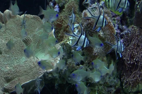 Sea19 Stock Footage 77756