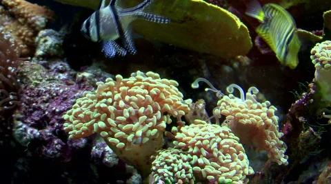 Sea20 Video stock 77759