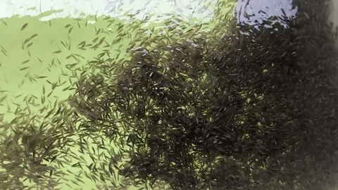 Seabass fish larvae swimming inside a hatchery tank for aquaculture production. Stock Footage 345954358