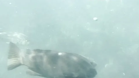 Seabass through porthole Stock Footage 174860147