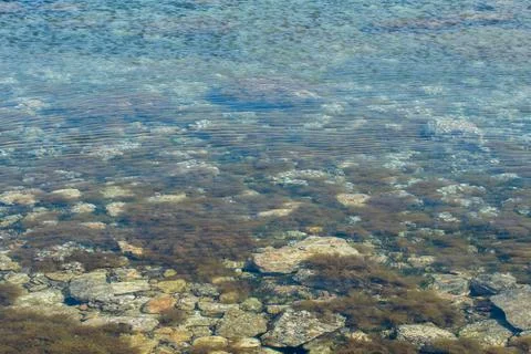 Seabed with Algae and Rocks Stock Photos