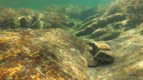 Underwater Rocks Stock Footage ~ Royalty Free Stock Videos | Pond5