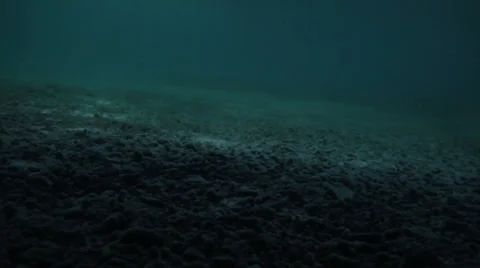 Seabed with Algae Stock Footage 34503056