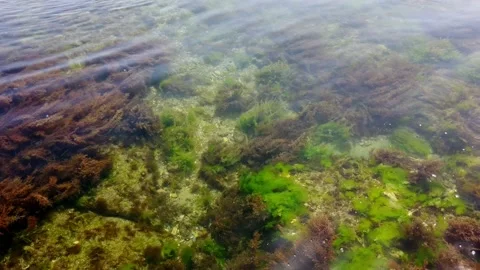 Seabed, algae, seaweed, fish. Pure clear water. Close-up. Stock Footage 131092796