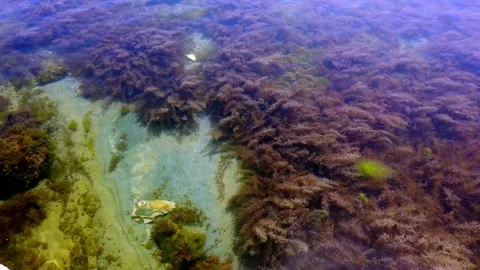 Seabed, algae, seaweed, fish. Pure clear water. Close-up. Vidéo 131092812