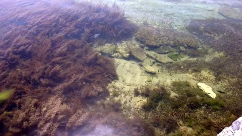 Seabed, algae, seaweed, fish. Pure clear water. Close-up. Stock Footage 131092813