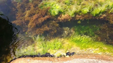 Seabed, algae, seaweed, fish. Pure clear water. Close-up. Stock Footage 131092814