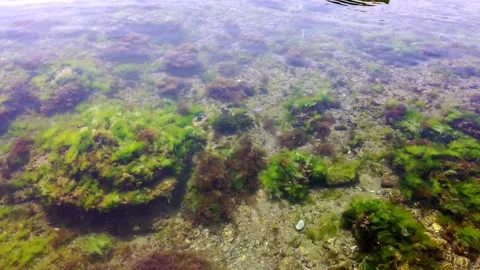 Seabed, algae, seaweed, fish. Pure clear water. Close-up. Stock Footage 131092815