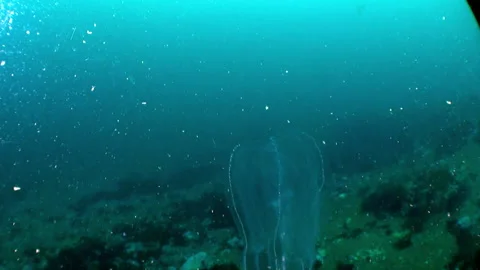 Seabed of Barents Sea. Stock Footage 232798033