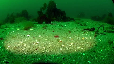Seabed of Barents Sea. Stock Footage 232798587