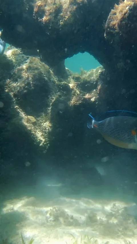 Seabed. close-up. underwater dead coral reef, in the sunlight, with strange and Stock Footage 309449256