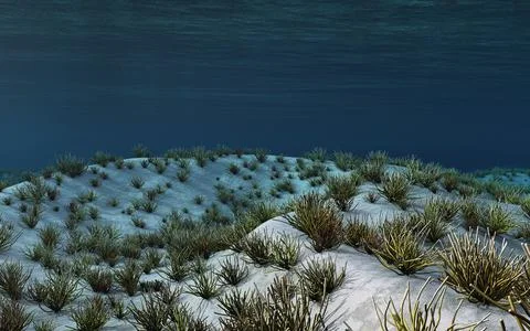 Seabed with corals Stock Illustration