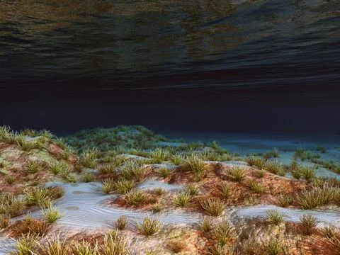 Seabed with corals Stock Illustration