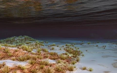 Seabed with corals Stock Illustration