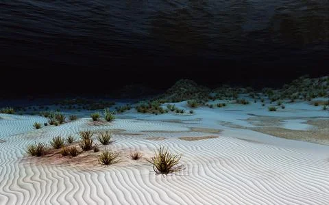 Seabed with corals Stock Illustration