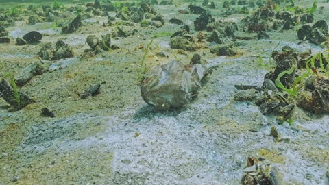 Seabed covered with brown coating and spots resemble white mold and corpse of Stock Footage 333595274