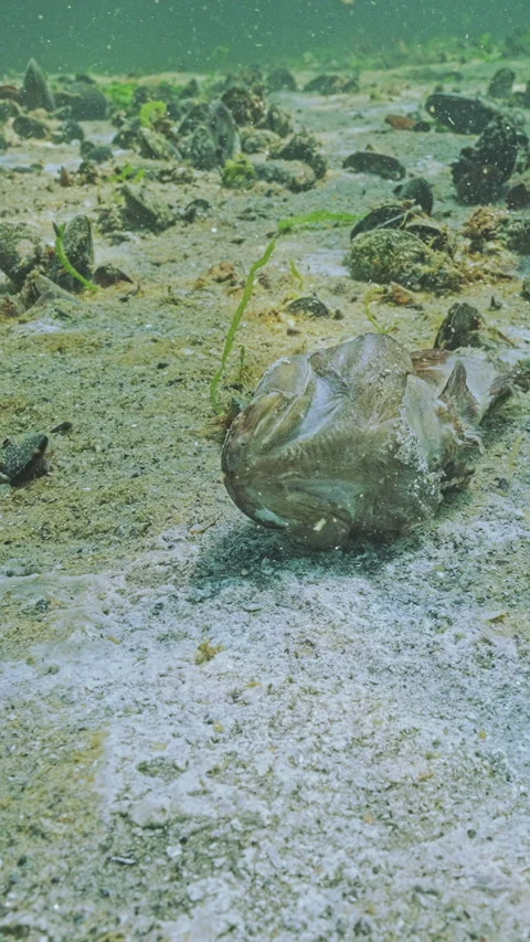 Seabed covered with brown coating and spots resemble white mold and corpse of 動画素材 346396209