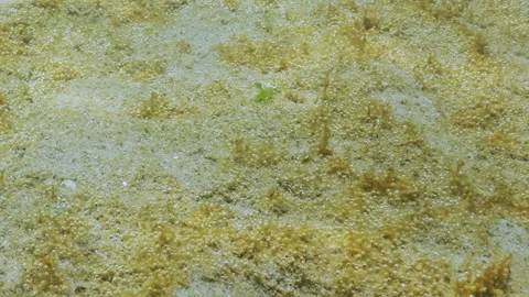 Seabed is covered with colonial single-celled algae producing gas Stock Footage 339367232