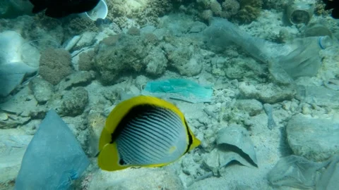 Seabed covered plastic and other trash, a tropical fish of various species swims Stock Footage 143472659