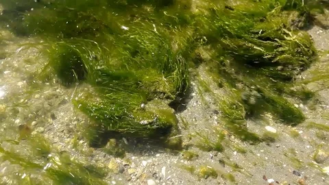 Seabed Covered by Seaweed Stock-Footage 92979486
