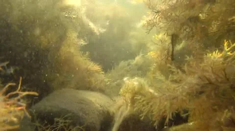 Seabed flora Stock Footage 11238887