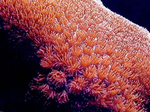 Seabed Stock Footage 490386