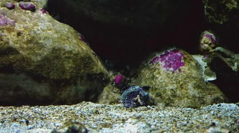 Seabed Stock Footage 882440