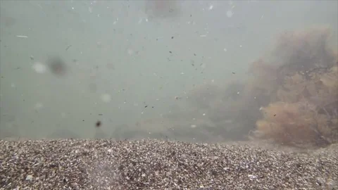 Seabed muddy water Stock-Footage 72984880