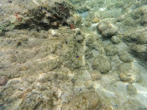 Seabed Fotos de archivo