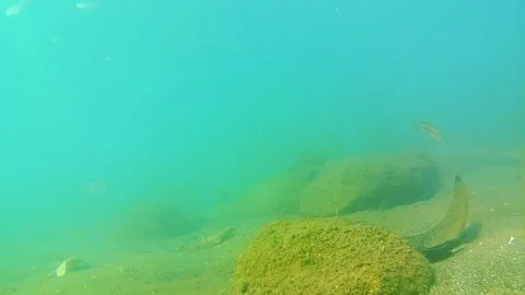 Seabed, rocks, tropical fish 스톡 동영상 338343786