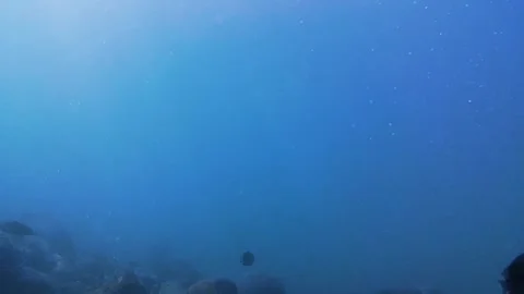 Seabed, rocks, tropical fish 스톡 동영상 339755843