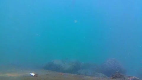 Seabed, rocks, tropical fish. Stock Footage 339783161