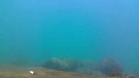 Seabed, rocks, tropical fish Vidéo 339931997