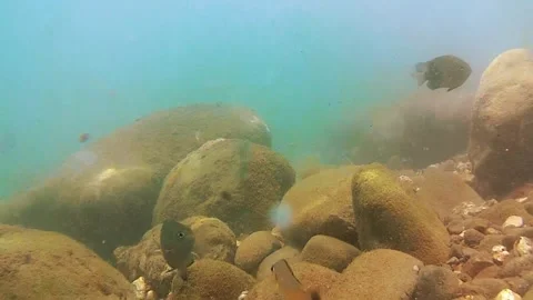 Seabed, rocks, tropical fish 動画素材 340548071
