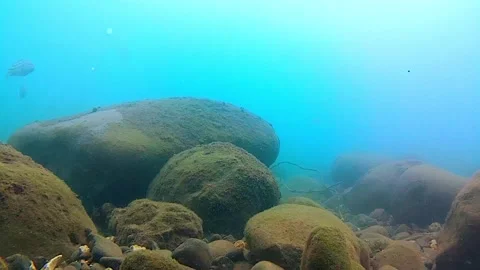 Seabed, rocks, tropical fish Video stock 340603481