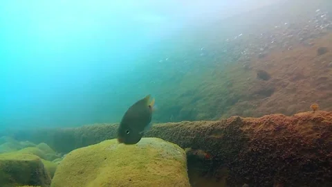 Seabed, rocks, tropical fish Stock Footage 340603482