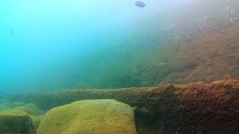 Seabed, rocks, tropical fish Stock Footage 340603484