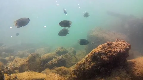 Seabed, rocks, tropical fish. Stock Footage 343350417