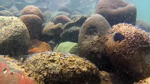 Seabed, rocks, tropical fish. 库存影片 343350530