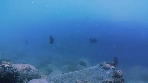 Seabed, rocks, tropical fish Vídeo Stock 343876212